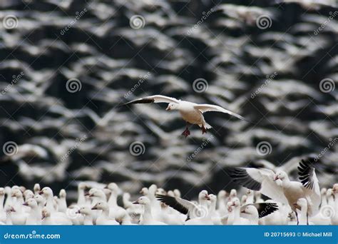 Snow Goose Landing in Large Flock Stock Image - Image of nature ...