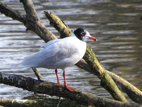 February 2019 | London Bird Club Wiki | Fandom