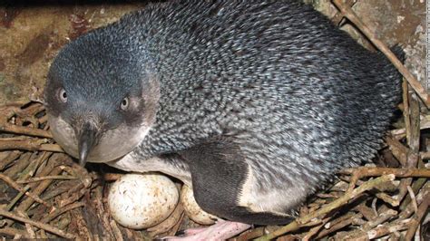 Thieves steal little blue penguins in New Zealand - CNN