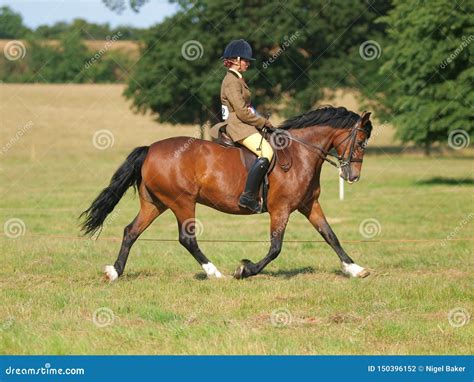 Horse Riding Competition stock photo. Image of rider - 150396152