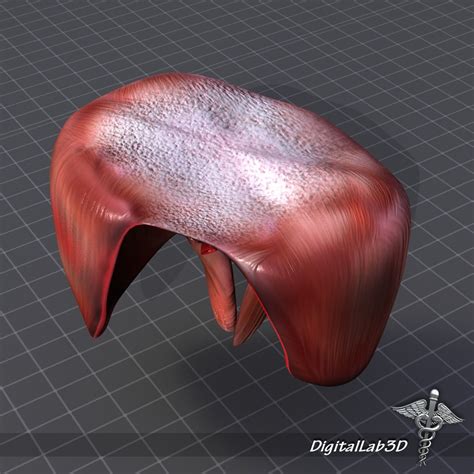 3d Human Diaphragm Model