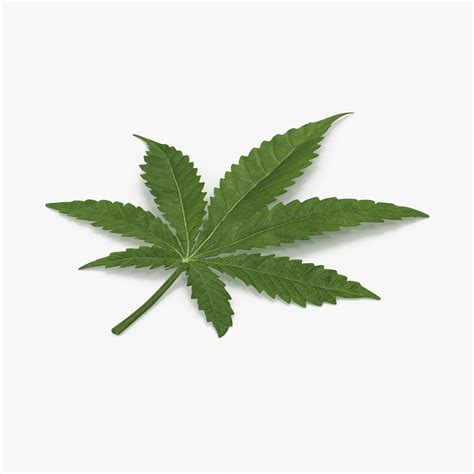 Marijuana 3D Models for Download | TurboSquid