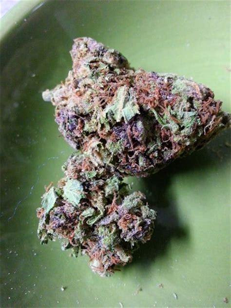 Photos of Purple Haze Weed Strain Buds | Leafly