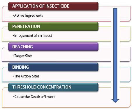 Mode of Action of an Insecticide on Insect | Download Scientific Diagram