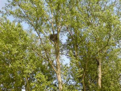 White-Tailed Eagle Nest - Strictly Protected ( https://wwf.panda.org ...