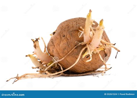 Potato Tuber With Sprouts And Roots Stock Photo - Image: 55261524