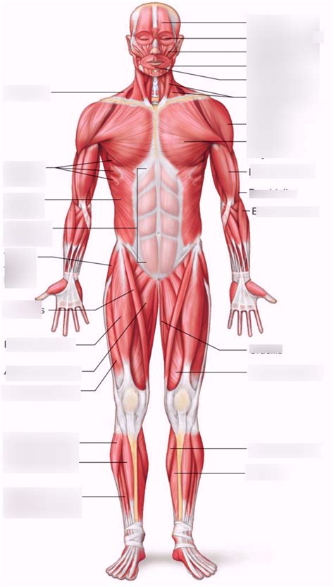 Skeletal Muscles Diagram