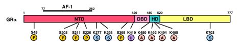 Glucocorticoid Receptor - Endotext - NCBI Bookshelf