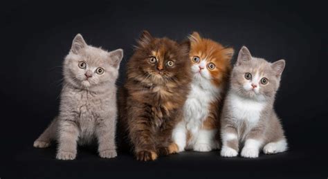 Why Do Cats Have Different Coloured Kittens? - Cat-World