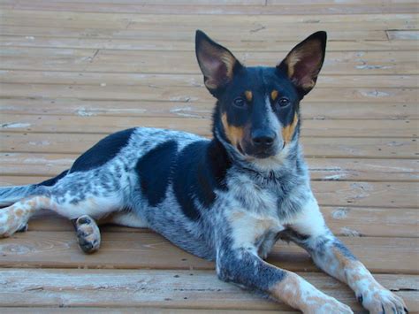 Rat Heeler Dog Breed Information and Pictures