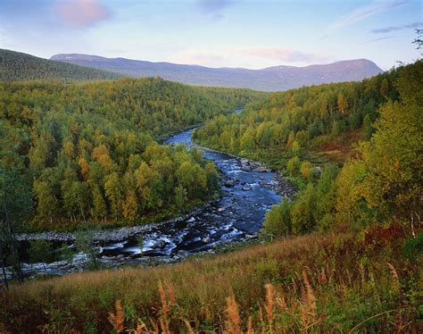 Sweden,birch Forest In Autumn Along by Roine Magnusson