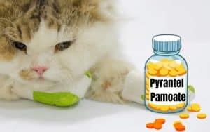 Pyrantel Pamoate Dosage for cats - Safe Dose Chart