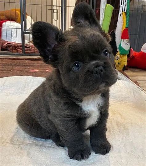 Top Fluffy French Bulldog For Sale of all time Learn more here | bulldogs