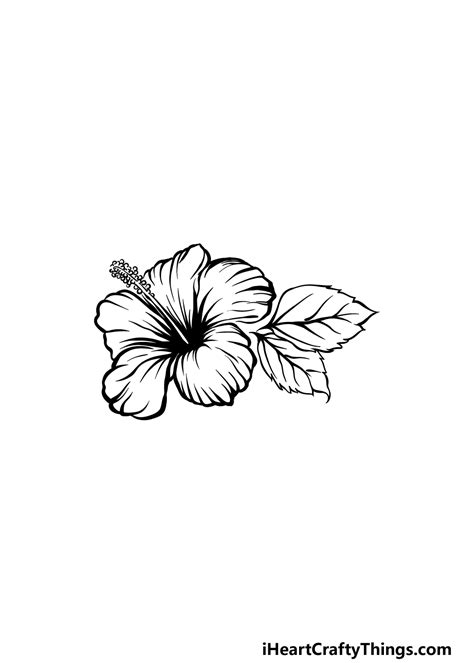 Hibiscus Flower Drawing