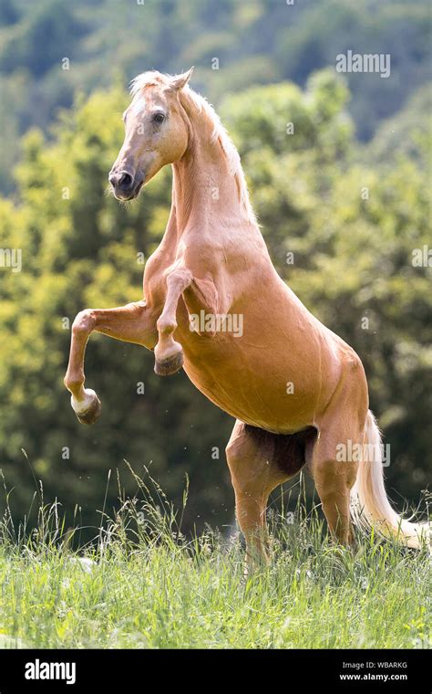 Rearing horse palomino hi-res stock photography and images - Alamy