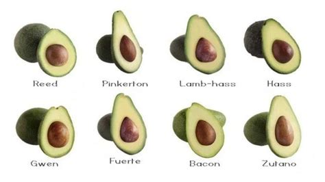 20 Awesome Avocado Varieties (Type A & Type B Avocados Explained) | Avocado varieties, Avocado ...