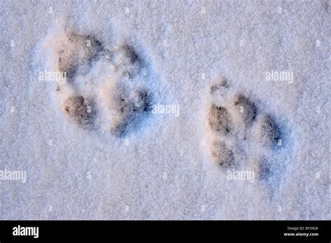 Coyote tracks in snow hi-res stock photography and images - Alamy