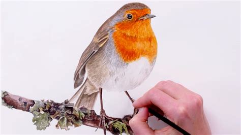 How to paint a Robin for your Christmas cards - Anna Mason Art | Birds ...