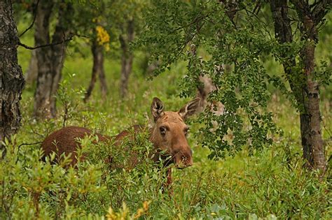 Wildlife Expedition im Sarek National Park,entlegenste Wildnis Europas