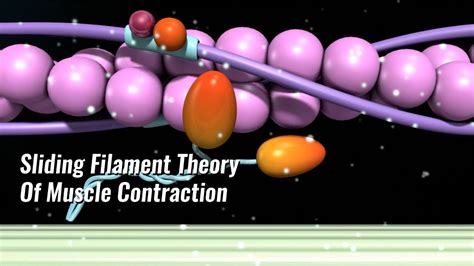 Sliding Filament Theory Of Muscle Contraction Explained - YouTube