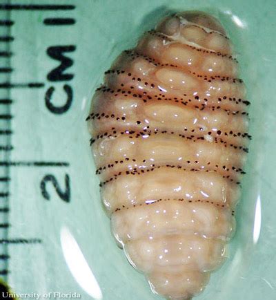 Bot Fly Larvae Human Skin