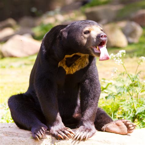 Honey Bear | Adult honey bears have almost no predators exce… | Flickr