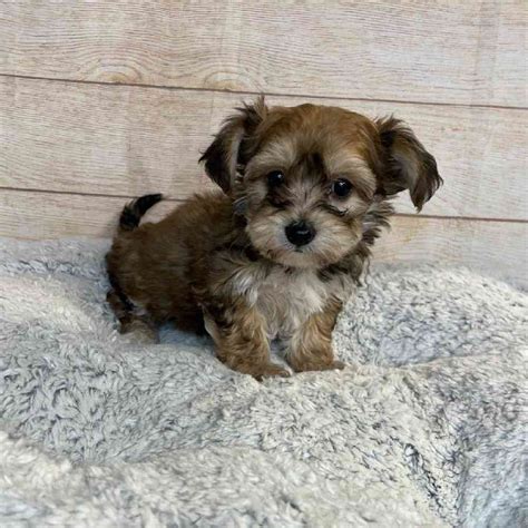 Yorkie/Bichon Frise Puppies for sale - Tullys Kennels