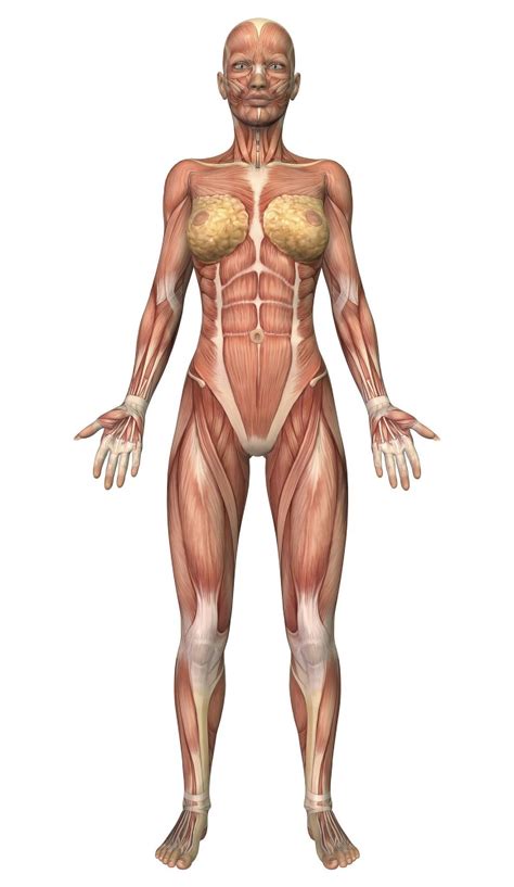 Female muscular system, front view Poster Print (21 x 36) - Walmart.com