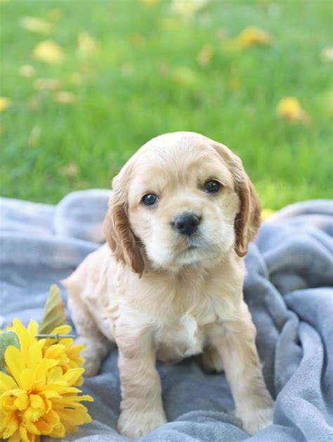 Cocker Spaniel Puppies for Sale in CT | Lancaster Puppies