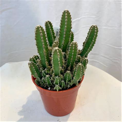 3.25" Fairy Castle Cactus - Flowers Talk Tivoli