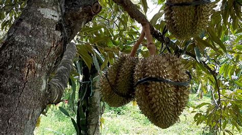 Kebun durian montong super - YouTube