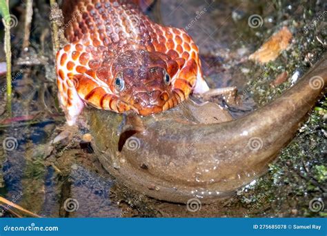 Front View of a Northern Water Snake Eating a Catfish. Stock Photo ...