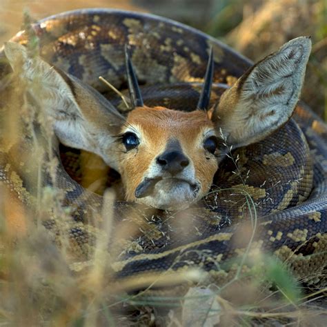 Snake Eating Antelope