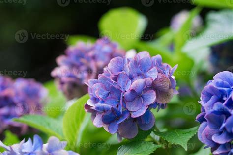 Purple hydrangea 1389042 Stock Photo at Vecteezy