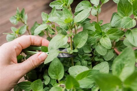 How to Grow Oregano