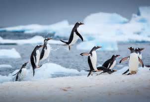 This photo of penguins jumping out of the ocean in Antarctica is absolutely stunning! Nice form ...