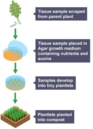 BBC Bitesize - GCSE Biology - Reproduction in plants - Revision 7