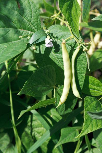 Planting Beans In The Garden: Types Of Beans And How To Grow Them