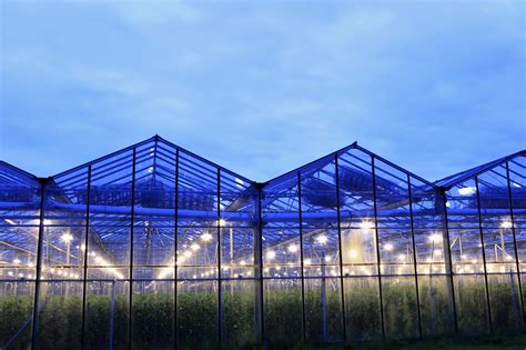 Horticulture Market is a Growing Target for Solid State Lighting