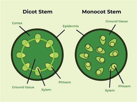 Green full colored dicot monocot stems plant structure isolated ...