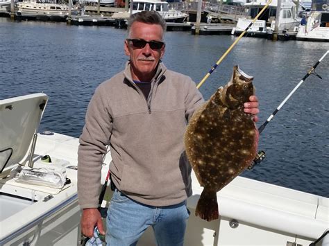 no fluke fishing: Atlantic menhaden landing bass for anglers