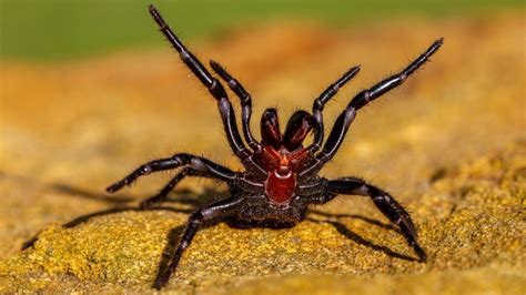 What is the deadliest spider in the world? | Live Science