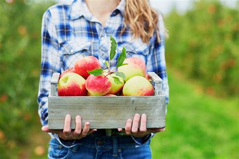 Go Apple Picking Near Chicago At These Local Orchards This Season