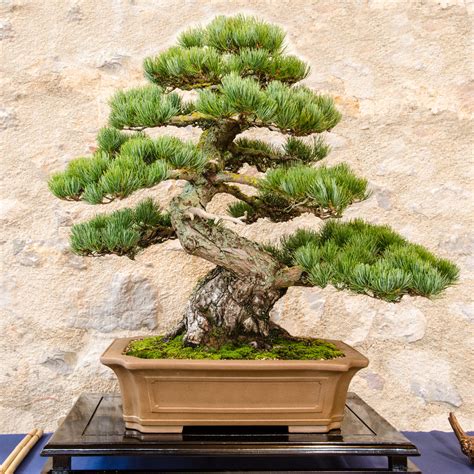13 Types of Bonsai Trees (by Style and Shape Plus Pictures)