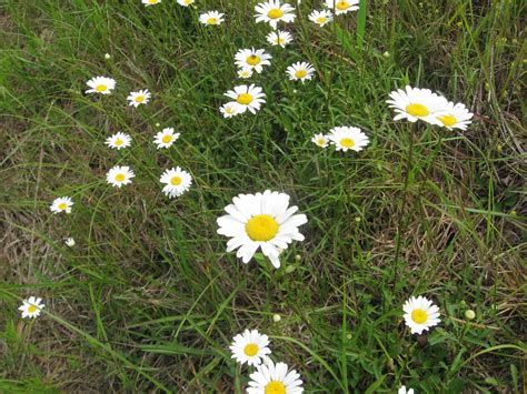 Prairie Places: Wildflowers a Wild Daisy