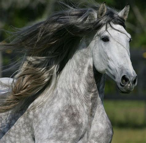 Image detail for -Silver Grey, andalusian, grey, horses, silver, spanish | Dapple grey horses ...