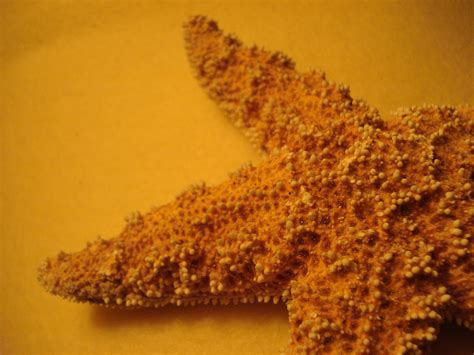 Starfish,orange,close,free pictures, free photos - free image from ...