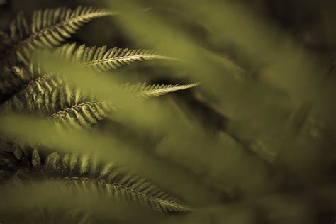 Dream within a dream | Painted fern through a regular fern | Maxon ...