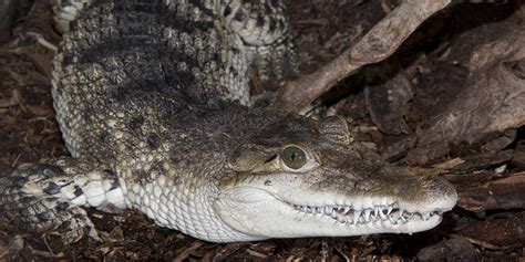 Philippine Crocodile - Christians in Conservation PhilippinesChristians in Conservation Philippines