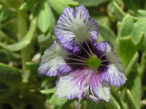 Hyoscyamus muticus (Egyptian henbane)